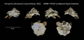 To NMNH Extant Collection (Xenophora (Xenophora) crispa USNM 1197251)