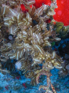 To NMNH Extant Collection (Sargassum hystrix 67293.JPG)