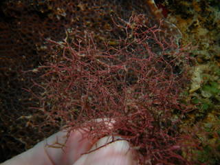 To NMNH Extant Collection (Amphiroa red frag 64093_Pan_03ix10.JPG)