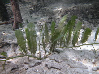 To NMNH Extant Collection (Caulerpa_sertularioides_04iii01.JPG)