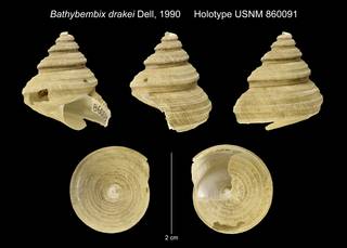 To NMNH Extant Collection (Bathybembix drakei Dell, 1990 Holotype USNM 860091)