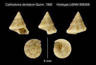 To NMNH Extant Collection (Calliostoma dentatum Quinn, 1992 Holotype USNM 859358)