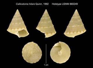 To NMNH Extant Collection (Calliostoma hilare Quinn, 1992 Holotype USNM 860249)