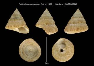 To NMNH Extant Collection (Calliostoma purpureum Quinn, 1992 Holotype USNM 860247)