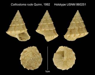 To NMNH Extant Collection (Calliostoma rude Quinn, 1992 Holotype USNM 860251)