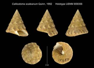To NMNH Extant Collection (Calliostoma scaleanum Quinn, 1992 Holotype USNM 859356)