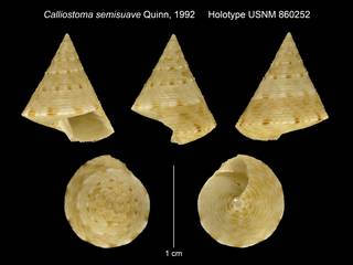 To NMNH Extant Collection (Calliostoma semisuave Quinn, 1992 Holotype USNM 860252)