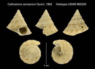 To NMNH Extant Collection (Calliostoma serratulum Quinn, 1992 Holotype USNM 860250)