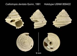 To NMNH Extant Collection (Calliotropis dentata Quinn, 1991 Holotype USNM 859422)