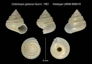 To NMNH Extant Collection (Calliotropis globosa Quinn, 1991 Holotype USNM 859419)