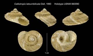 To NMNH Extant Collection (Calliotropis lateumbilicata Dell, 1990 Holotype USNM 860090)