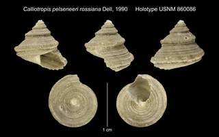 To NMNH Extant Collection (Calliotropis pelseneeri rossiana Dell, 1990 Holotype USNM 860086)