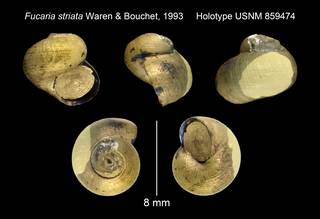 To NMNH Extant Collection (Fucaria striata Waren & Bouchet, 1993 Holotype USNM 859474)