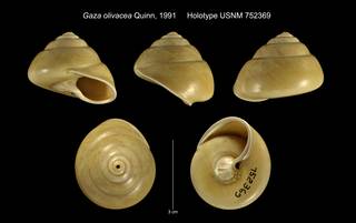 To NMNH Extant Collection (Gaza olivacea Quinn, 1991 Holotype USNM 752369)
