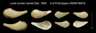 To NMNH Extant Collection (Leda (Leda) rhytida Dall, 1908 Syntype USNM 96918)