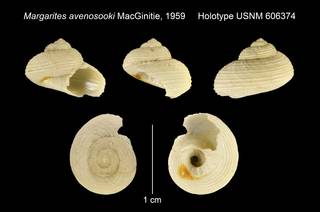 To NMNH Extant Collection (Margarites avenosooki MacGinitie, 1959 Holotype USNM 606374)