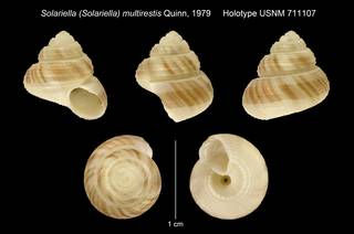 To NMNH Extant Collection (Solariella (Solariella) multirestis Quinn, 1979 Holotype USNM 711107)