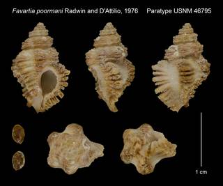 To NMNH Extant Collection (Favartia poormani Radwin and D'Attilio, 1976 Paratype USNM 46795)