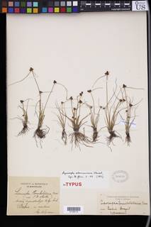 To NMNH Botany Collections (Lipocarpha salzmanniana NMNH364624 type 1)