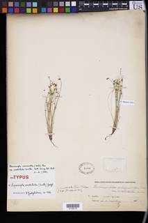 To NMNH Botany Collections (Hemicarpha micrantha aristulata NMNH19488 type 1)