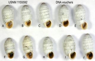 To NMNH Extant Collection (IZ 1155592 DNA Voucher Shells)