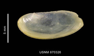 To NMNH Extant Collection (Silicula rouchi (Lamy, 1911) left valve outer view)
