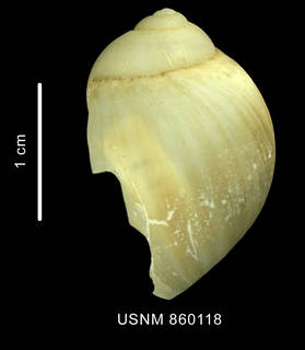 To NMNH Extant Collection (Sinuber microstriatum Dell, 1990 holotype shell lateral view)