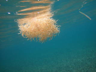 To NMNH Extant Collection (Sargassum natans with hook.JPG)