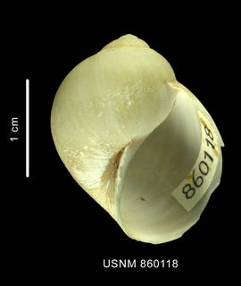To NMNH Extant Collection (Sinuber microstriatum Dell, 1990 holotype shell ventral view)