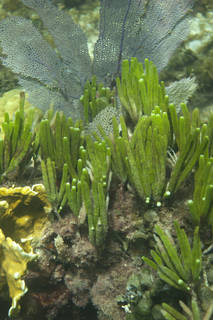 To NMNH Extant Collection (Caulerpa paspaloides (23).jpg)