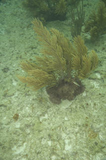 To NMNH Extant Collection (Galaxaura at base of Gorgonian (2).jpg)