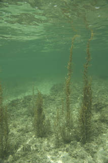 To NMNH Extant Collection (Sargassum pteropluron 68268 (9).jpg)