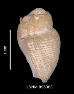 To NMNH Extant Collection (Spikebuccinum stephaniae Harasewych et Kantor in press, holotype shell lateral view)