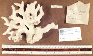 To NMNH Extant Collection (IZ COE USNM 1231295 whole specimen side view)