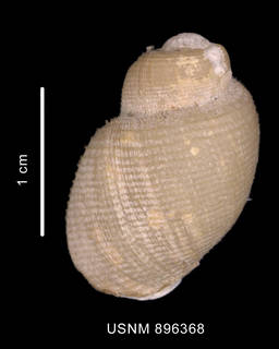 To NMNH Extant Collection (Spikebuccinum stephaniae Harasewych et Kantor in press, holotype shell dorsal view)