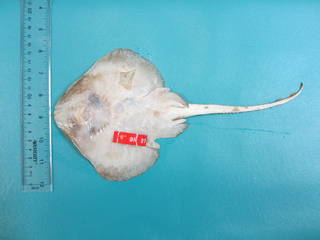 To NMNH Extant Collection (Leucoraja garmani USNM 410537 photograph ventral view)