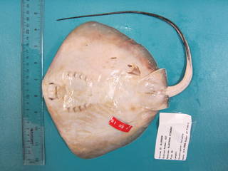 To NMNH Extant Collection (Dasyatis say USNM 410534 photograph ventral view)