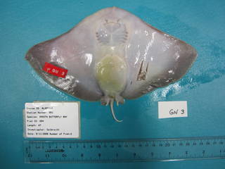 To NMNH Extant Collection (Gymnura micrura USNM 410801 photograph ventral view)