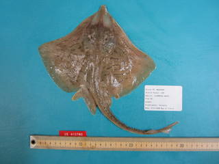 To NMNH Extant Collection (Raja eglanteria USNM 410790 photograph dorsal view)