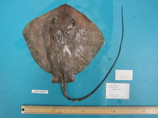 To NMNH Extant Collection (Dasyatis centroura USNM 410808 photograph dorsal view)