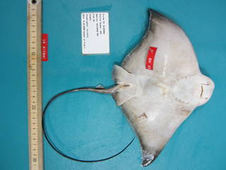 To NMNH Extant Collection (Myliobatis freminvillii USNM 410541 photograph ventral view)
