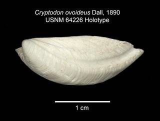 To NMNH Extant Collection (IZ MOL 64226 Cryptodon ovoideus Holotype Angle 1)