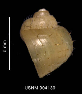 To NMNH Extant Collection (Torellia (Neoconcha) smithi Waren, Arnaud et Cantera, 1988 shell lateral view)
