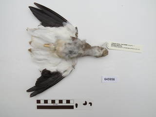 To NMNH Extant Collection (USNM 645956 B)