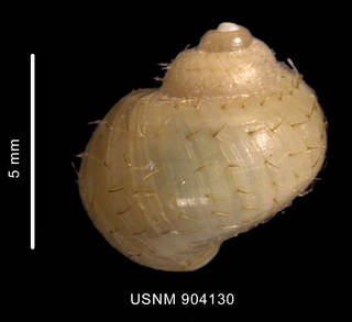 To NMNH Extant Collection (Torellia (Neoconcha) smithi Waren, Arnaud et Cantera, 1988 shell dorsal view)