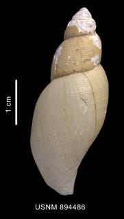 To NMNH Extant Collection (Tractolira delli Leal et Harasewych in press holotype, dorsal view)