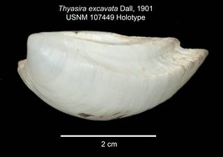To NMNH Extant Collection (IZ MOL 107449 Thyasira excavata Holotype Valve1 angle1)