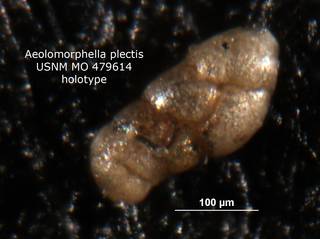To NMNH Paleobiology Collection (aeolomorphella_plectilis_holo_PAL_479614_1)