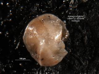 To NMNH Paleobiology Collection (alabamina_polita_holo_CC_625049_2)
