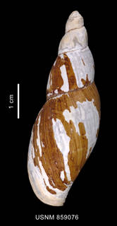To NMNH Extant Collection (Tractolira germonae Harasewych, 1987shell dorsal view)